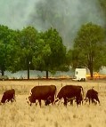 Bourke Hill Grass Fire