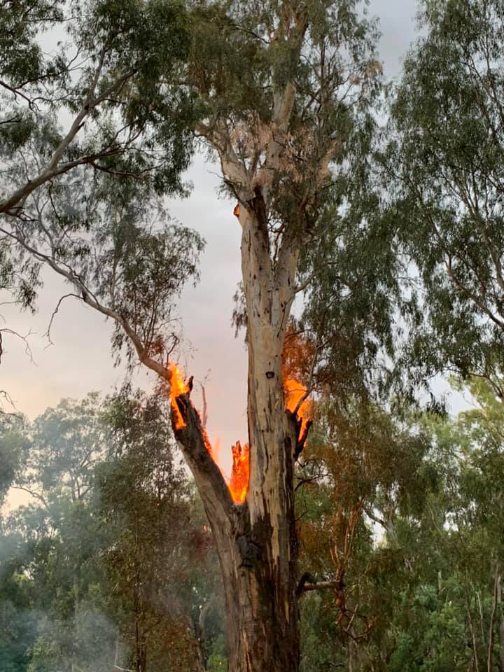 Tree fire East of Forbes 2