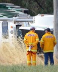 Cattle dead after b-double truck rollover