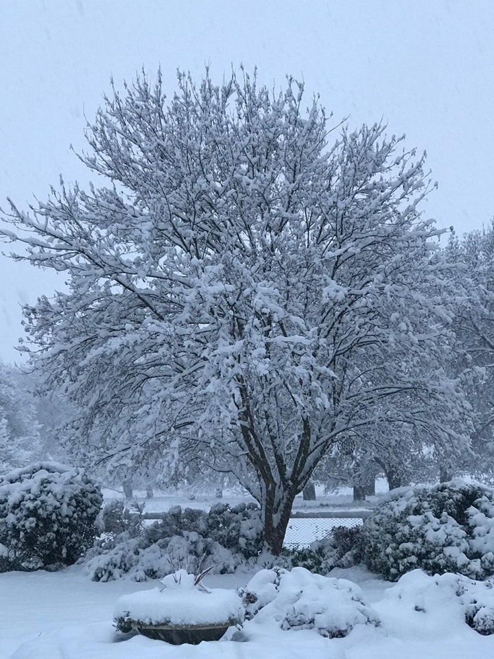 Tablelands snow 7