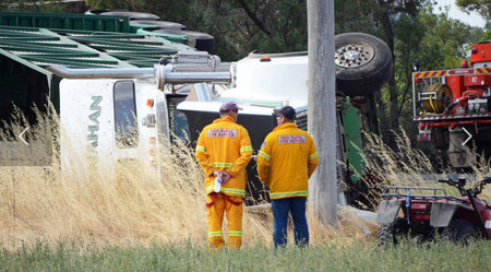 Cattle dead after b-double truck rollover